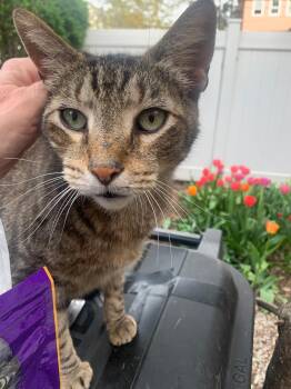 Rescue Domestic Short Hair Cats for Adoption in New York, New York - Michael - TN | PetCurious