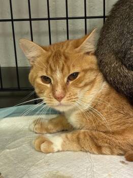 Garfield -  Domestic Short Hair Cat for Adoption in Cincinnati, Ohio - Garfield | PetCurious