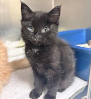 Midnight -  Domestic Medium Hair Cat for Adoption in Ogdensburg, New York - Midnight | PetCurious