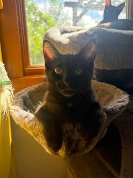 Ivy -  Domestic Long Hair Cat for Adoption in Fort Collins, Colorado - Ivy | PetCurious