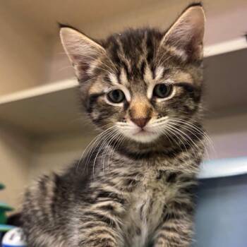Domestic Short Hair Cats Available for Adoption in New York, New York - Zoro | PetCurious