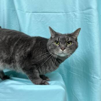 Skiff -  Domestic Short Hair Cat for Adoption in Lyndhurst, Virginia - Skiff | PetCurious