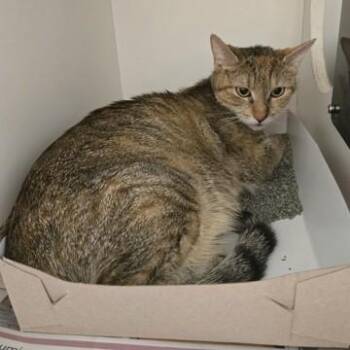 Lilypad -  Domestic Short Hair Cat for Adoption in Phoenixville, Pennsylvania - Lilypad | PetCurious
