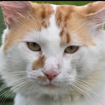 Willie Cheese -  Domestic Long Hair Cat for Adoption in Lewisville, Texas - Willie Cheese | PetCurious