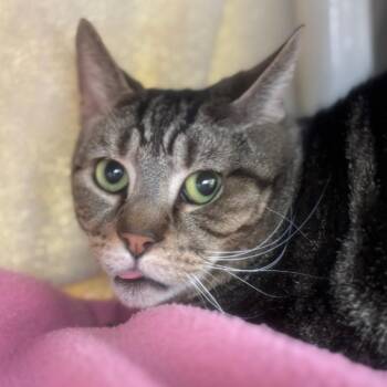 Domestic Short Hair Cats Available for Adoption - Papa July | PetCurious