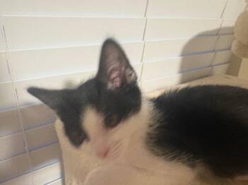 Frosty -  Domestic Short Hair Cat for Adoption in Ogden, Utah - Frosty | PetCurious