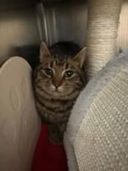 Domestic Short Hair Cats Available for Adoption - Pig | PetCurious