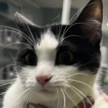 Domestic Short Hair Cats Available for Adoption - Libby Lou | PetCurious