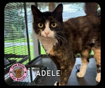Adele -  Domestic Long Hair Cat for Adoption in Hershey, Pennsylvania - Adele | PetCurious