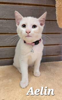 Aelin -  Domestic Short Hair Cat for Adoption in Sidney, Ohio - Aelin | PetCurious