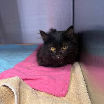 Teddy -  Domestic Long Hair Cat for Adoption in Madisonville, Tennessee - Teddy | PetCurious