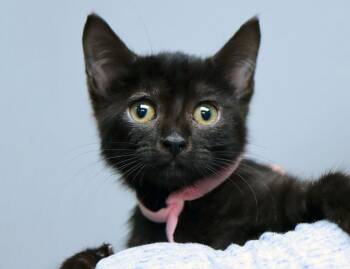 Maisie (AO37864) -  Domestic Short Hair Cat for Adoption in Kansas City, Kansas - Maisie (AO37864) | PetCurious