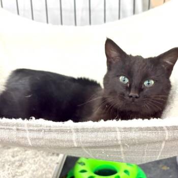 Manx Cats Available for Adoption in Blackfoot, Idaho - Shorty | PetCurious