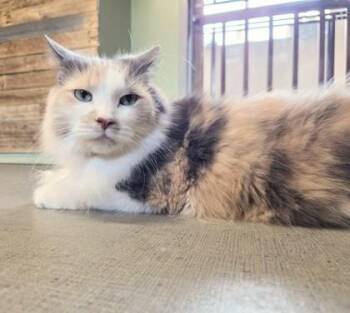 Tawni -  Domestic Short Hair Cat for Adoption in South Bend, Indiana - Tawni | PetCurious