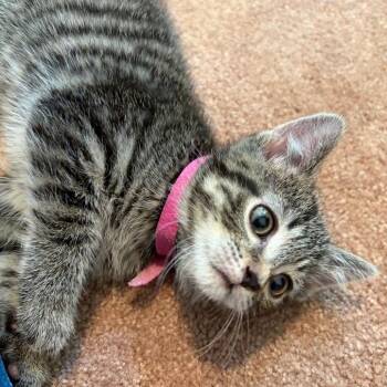Rutabaga -  Domestic Short Hair Cat for Adoption in Wheeling, Illinois - Rutabaga | PetCurious