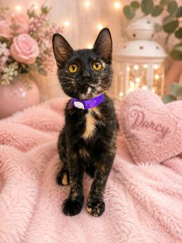 Darcy -  Tortoiseshell Cat for Adoption in Tavares, Florida - Darcy | PetCurious
