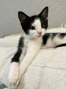 Rescue Domestic Short Hair Cats for Adoption in Brantford, Ontario - Stinkle | PetCurious