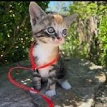 Domestic Short Hair Cats Available for Adoption - Sunshine | PetCurious