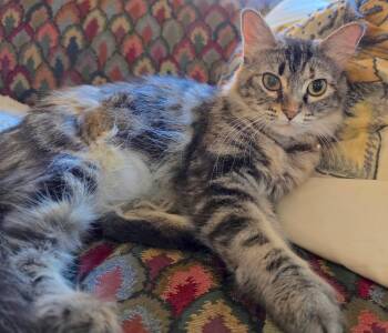 Domestic Medium Hair Cats Available for Adoption in Houston, Texas - Emily  | PetCurious