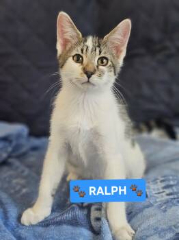 Domestic Short Hair and Tabby Cats Available for Adoption - :::Ralph::: | PetCurious