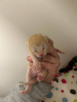 Domestic Short Hair Cats Available for Adoption in Greenfield, Indiana - Bonnie | PetCurious