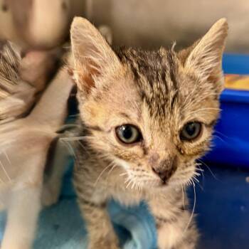 Jinkie -  Domestic Short Hair Cat for Adoption in Palm Springs, California - Jinkie | PetCurious
