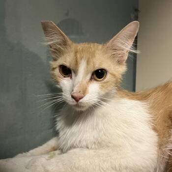 Lovebug -  Domestic Short Hair Cat for Adoption in Las Vegas, Nevada - Lovebug | PetCurious
