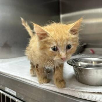 Thane -  Domestic Medium Hair Cat for Adoption in Indianapolis, Indiana - Thane | PetCurious