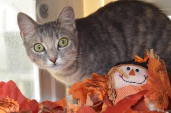 Lunala -  Domestic Short Hair and Tiger Cat for Adoption in Sanford, Florida - Lunala | PetCurious