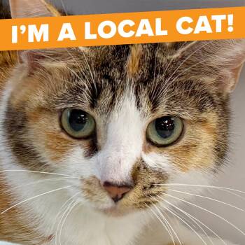 Rescue Domestic Short Hair Cats for Adoption in Scituate, Rhode Island - LOCAL CAT! Honeysuckle | PetCurious