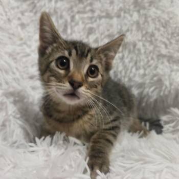 Cappucino -  Domestic Short Hair Cat for Adoption in Brea, California - Cappucino | PetCurious
