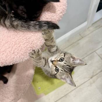 Daphine 2 -  Domestic Short Hair Cat for Adoption - Daphine 2 | PetCurious