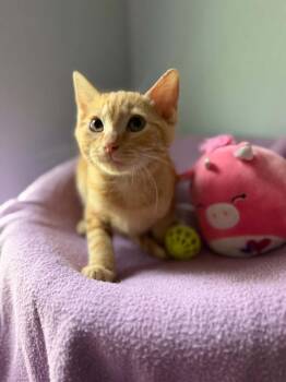 Carrot Cake -  Tabby Cat for Adoption in Deltona, Florida - Carrot Cake | PetCurious
