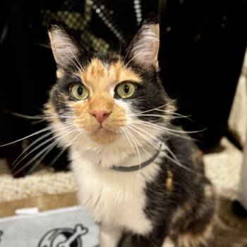 Rescue Calico and Maine Coon Cats for Adoption in Shakopee, Minnesota - Phoebe | PetCurious