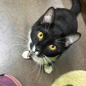 Gregory -  Domestic Short Hair Cat for Adoption in Springfield, Missouri - Gregory | PetCurious
