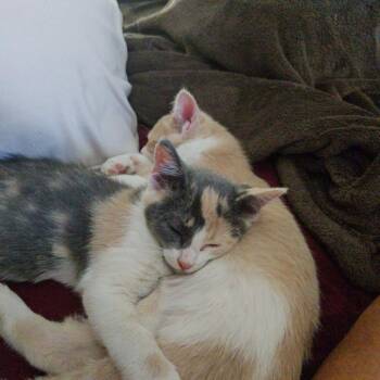 Jasper Jr "JJ" -  Domestic Short Hair Cat for Adoption in Layton, Utah - Jasper Jr "JJ" | PetCurious