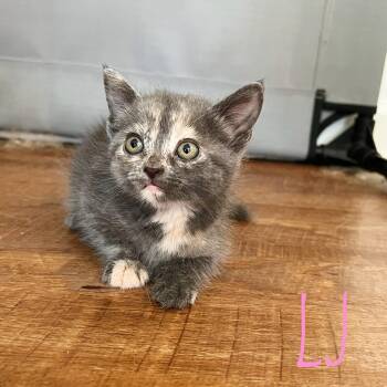 LJ -  Domestic Short Hair Cat for Adoption in Bethel, Ohio - LJ | PetCurious