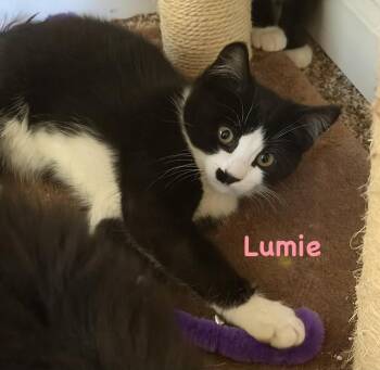 Lumie (Mill Hill Crew) -  Domestic Short Hair Cat for Adoption in Telford, Pennsylvania - Lumie (Mill Hill Crew) | PetCurious