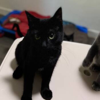 Rescue Domestic Short Hair Cats for Adoption in Portage, Michigan - Janis | PetCurious