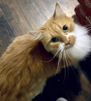 Sebastian -  Norwegian Forest Cat and Domestic Long Hair Cat for Adoption in Little Rock, Arkansas - Sebastian | PetCurious