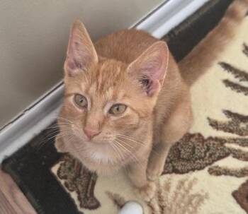 Punkin -  Domestic Short Hair Cat for Adoption in Adrian, Michigan - Punkin | PetCurious
