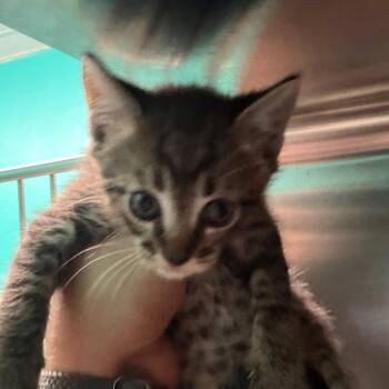 Domestic Short Hair Cats Available for Adoption in Lake Jackson, Texas - Miami | PetCurious