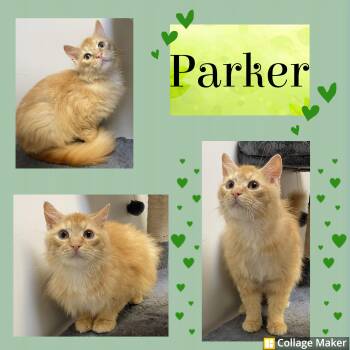 Parker -  Domestic Medium Hair Cat for Adoption in Clearfield, Pennsylvania - Parker | PetCurious