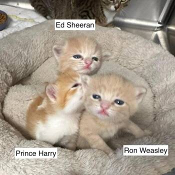 Ron Weasley -  Domestic Short Hair Cat for Adoption in Madison, Wisconsin - Ron Weasley | PetCurious