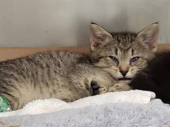 LUNA -  Domestic Short Hair Cat for Adoption in St. Louis, Missouri - LUNA | PetCurious