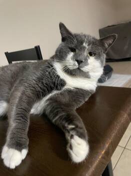 Domestic Short Hair Cats Available for Adoption in The Woodlands, Texas - Mr Grey | PetCurious