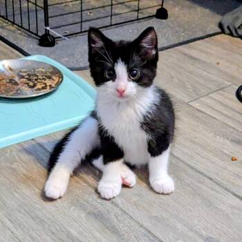 Domestic Short Hair Cats Available for Adoption in Newcastle, Oklahoma - Vandal | PetCurious