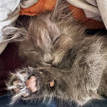 Pistachio -  Domestic Short Hair Cat Available for Adoption in Wilsonville, Oregon - Pistachio | PetCurious