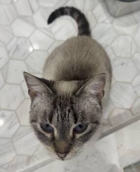 Dora Y. -  Siamese Cat for Adoption in Brampton, Ontario - Dora Y. | PetCurious