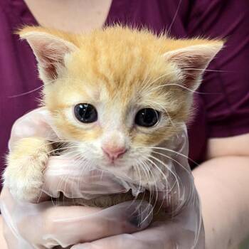 Domestic Short Hair Cats Available for Adoption in Newark, New Jersey - Kevin | PetCurious